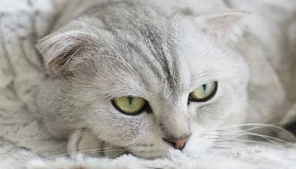 开云中国-爵士大将戈贝尔连续场砍下+板，戈贝尔27+12爵士轻取雄鹿