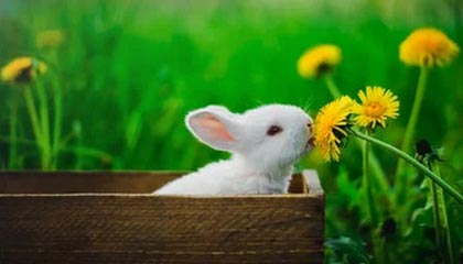 KAIYUNAPP-日本队紧密配合，打造铁军！，日本队的