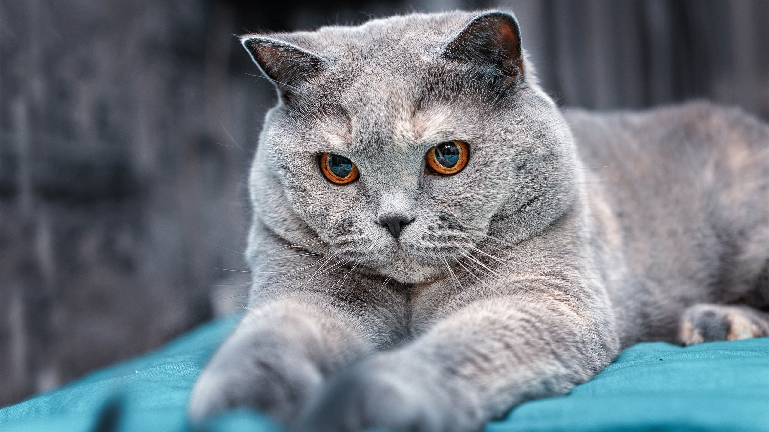 开云·Kaiyun网页版-东亚杯中国女足晋级 球员技术日趋成熟，女足东亚杯预选赛视频