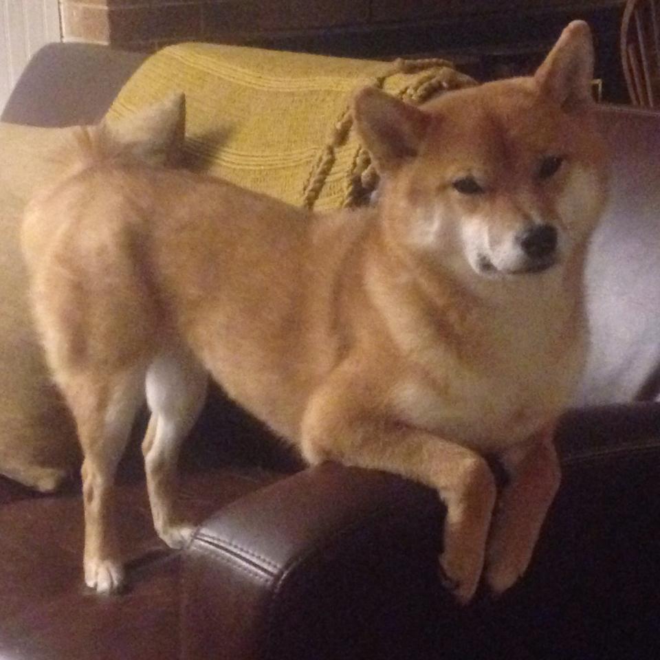 北京鸭加强外线射手训练提升三分威胁