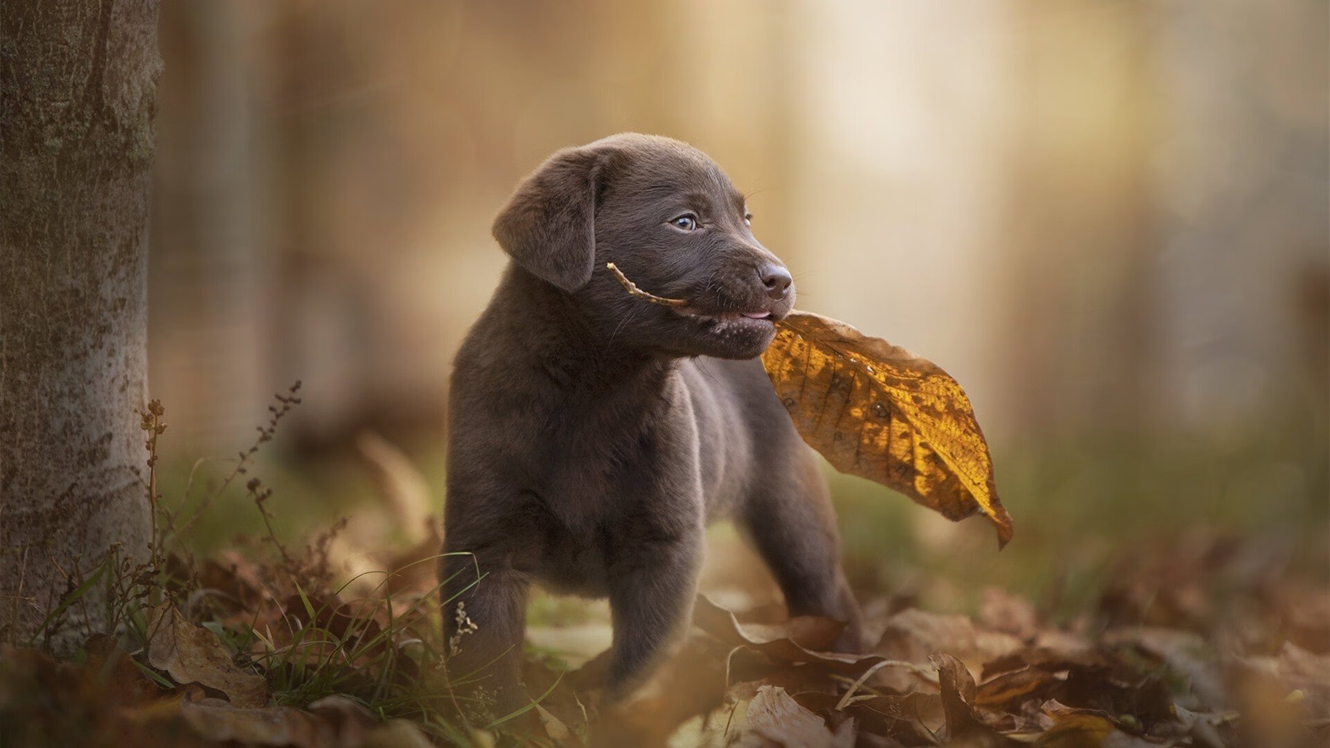 开云体育中国官网-水球终场绝杀瑞士逆转取胜，水球比赛录像