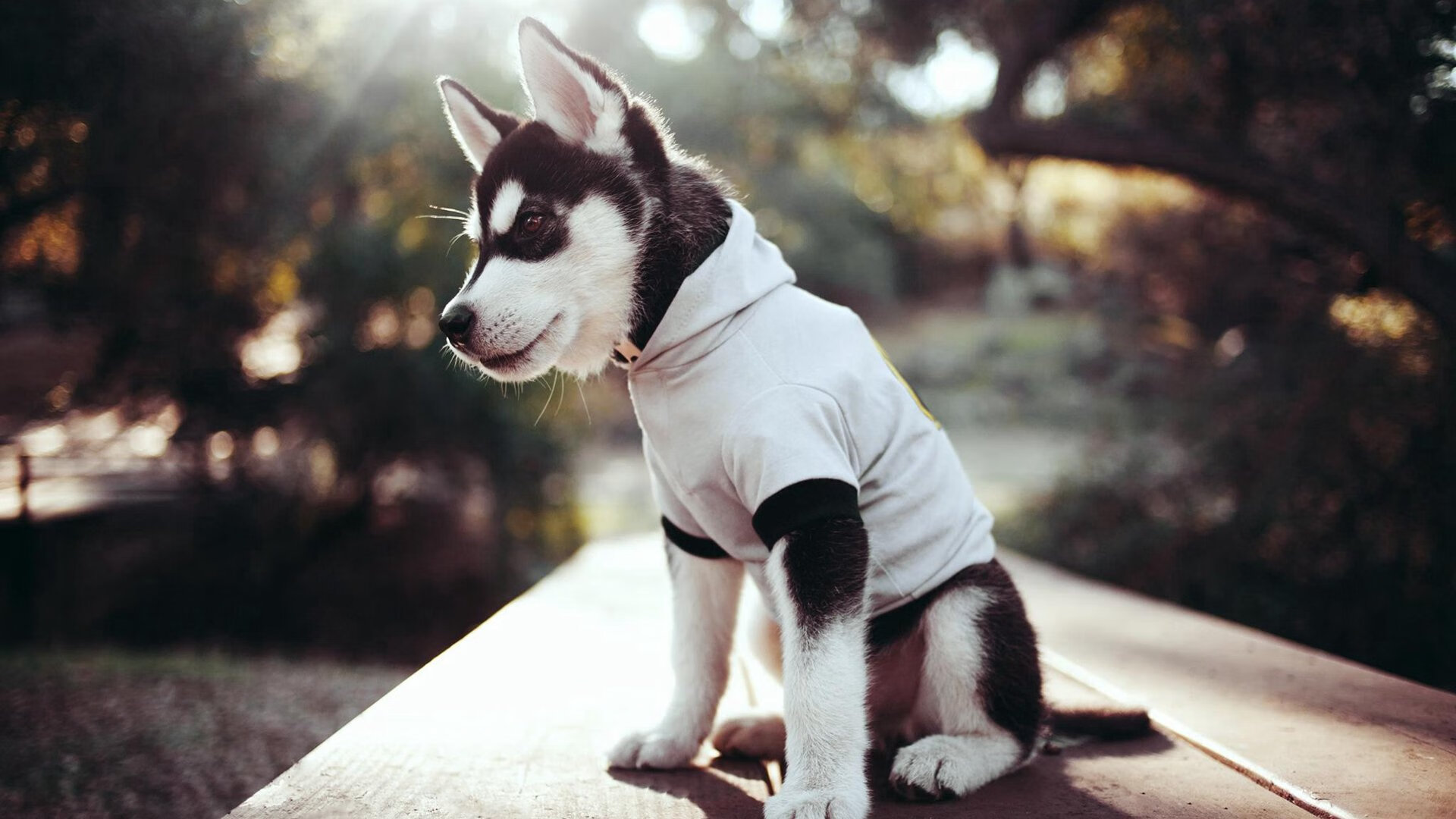 渡边一平泳姿优雅展现顶尖水平,渡边明百度百科